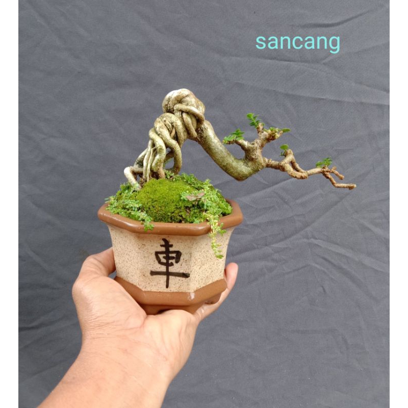 bahan bonsai sancang cascade real pict, free packing kayu