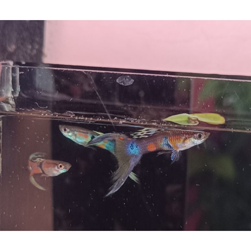 Guppy Endler Double Sword