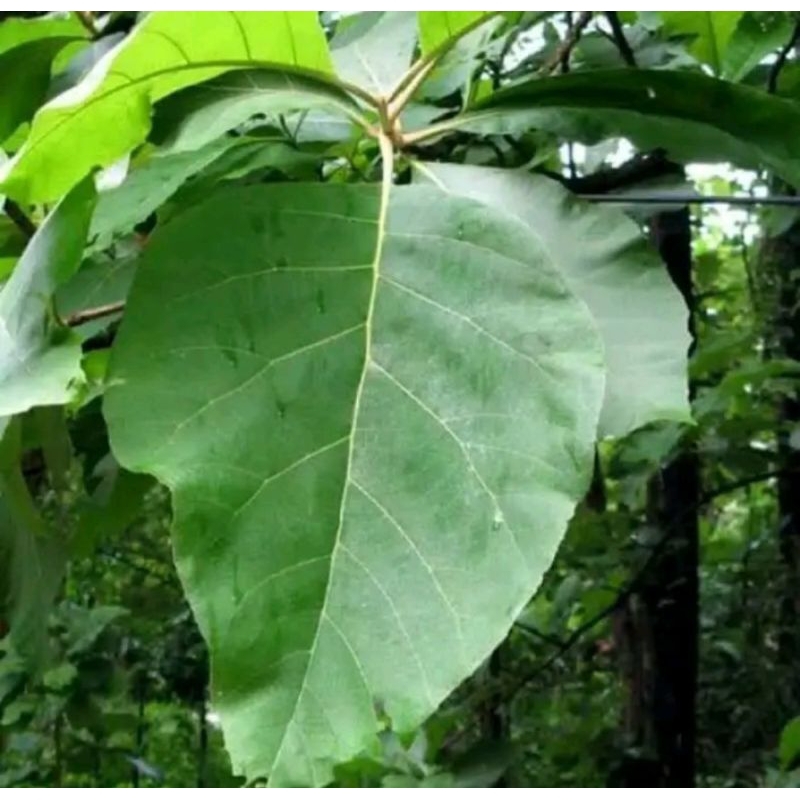 

Daun Jati asli di ambil langsung dari pohon 1kg