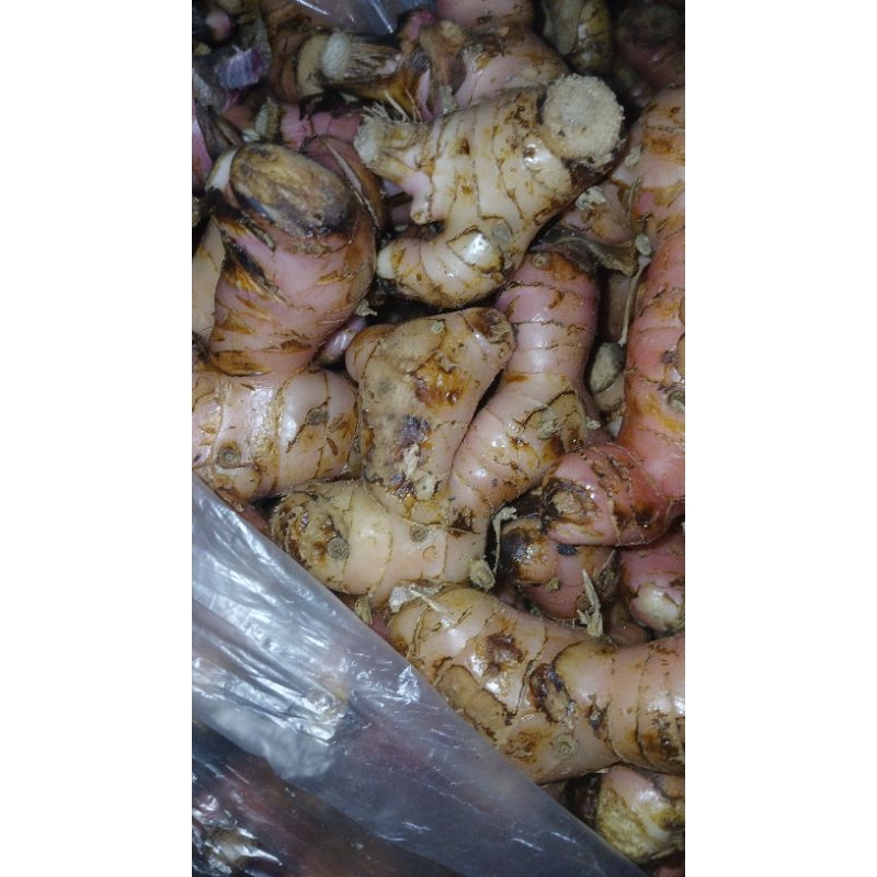 

lengkuas/laos merah tidak keras 5 kg PROMO