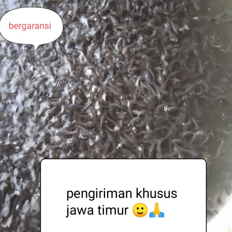 bibit lele mutiara paket 110ekor+bonus pakan khusus jawa timur