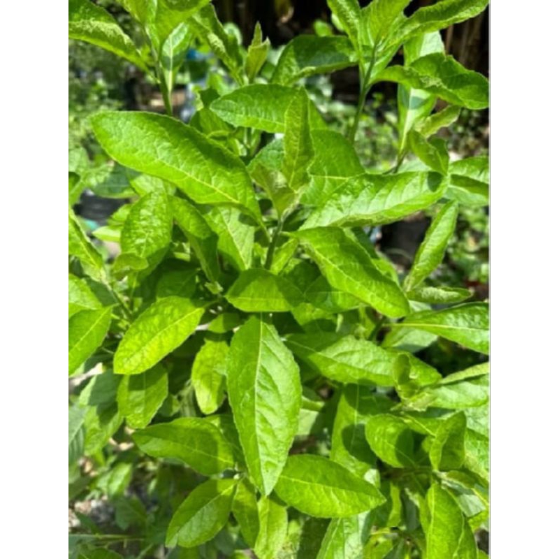 

daun sambung nyawa herbal/daun Afrika 100 lembar