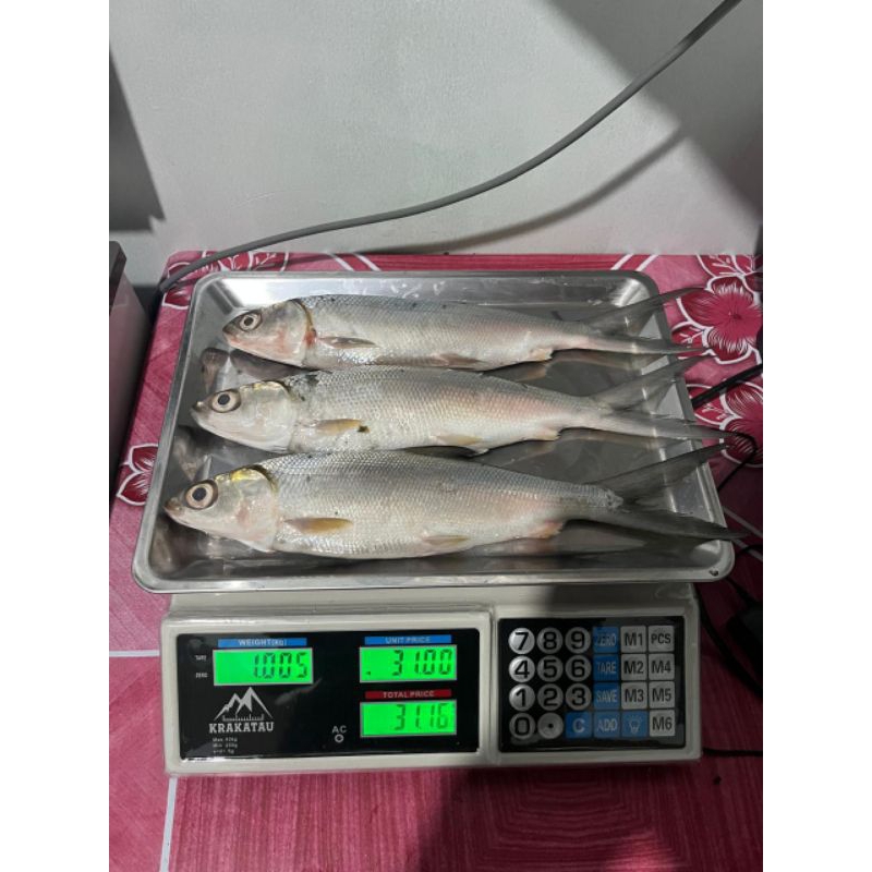 

BANDENG SEGAR / BANDENG FROZEN