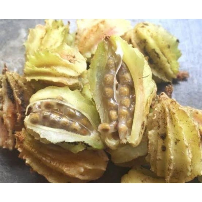 

Jual buah renggak buah hanggasa buah wresah 1 kg