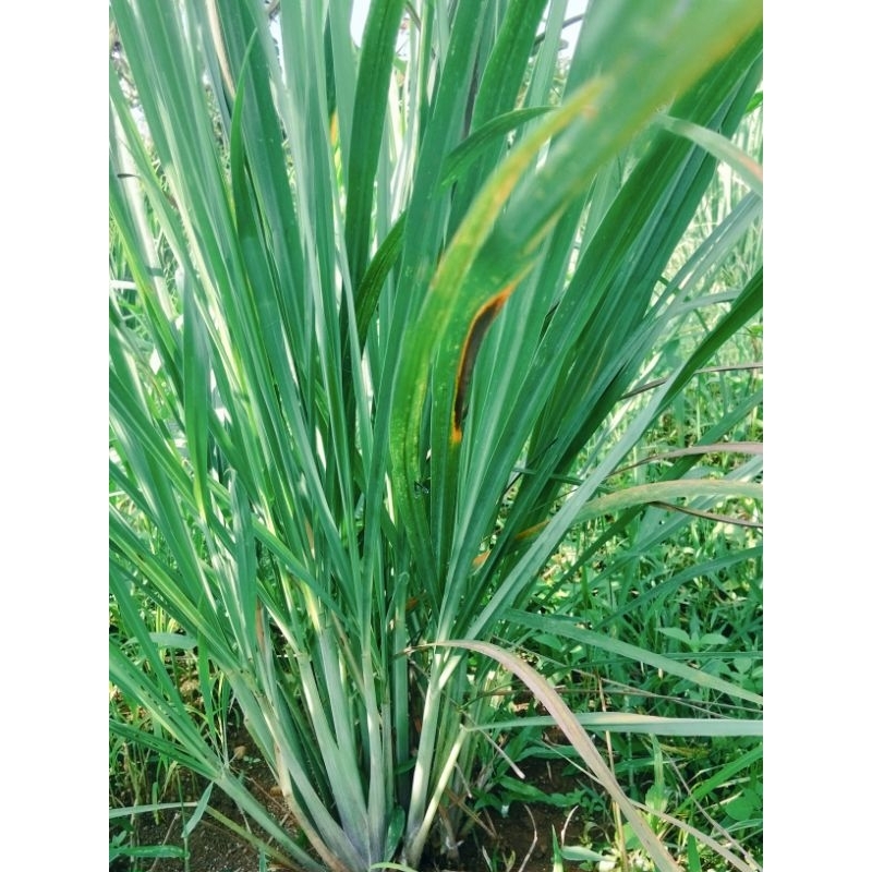 

500grm seray seger bumbu rempah