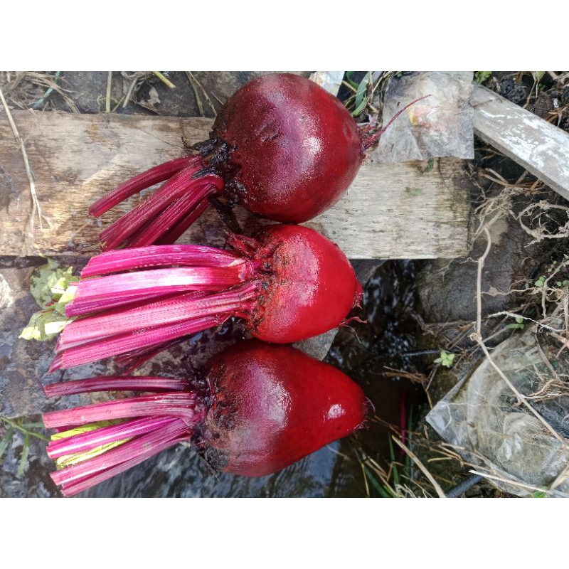 

Buah Bit 500gram - Beetroot herbal alami