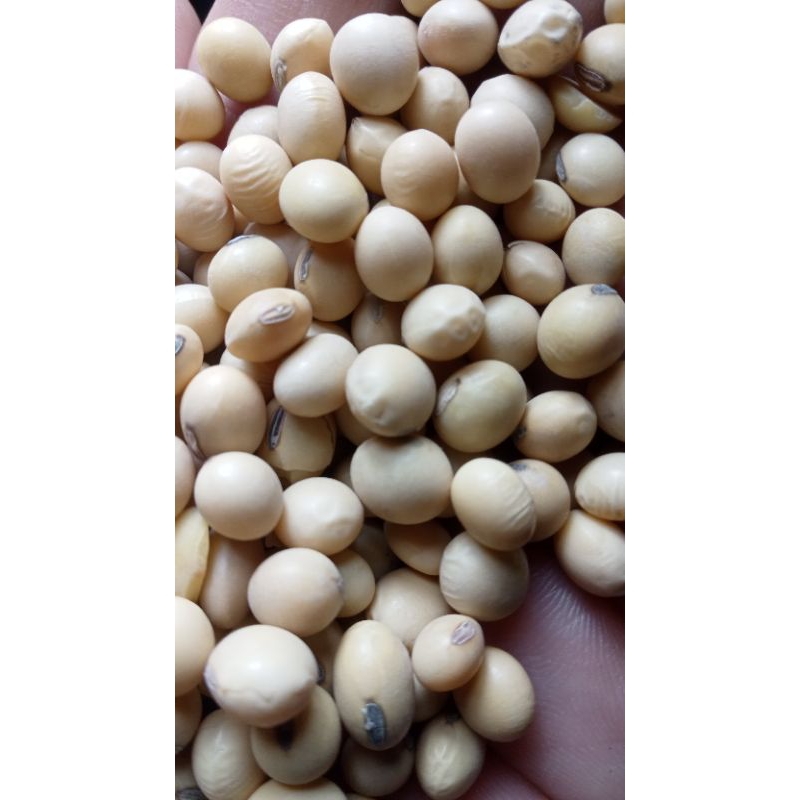

kedelai impor,kuwalitas bagus