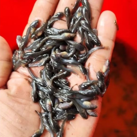 (Isi 50-100 Ekor) BIBIT LELE SANGKURIANG 1-3 CM