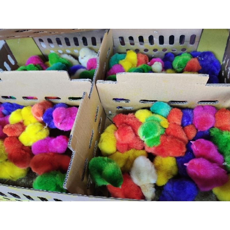 

ayam warna warni