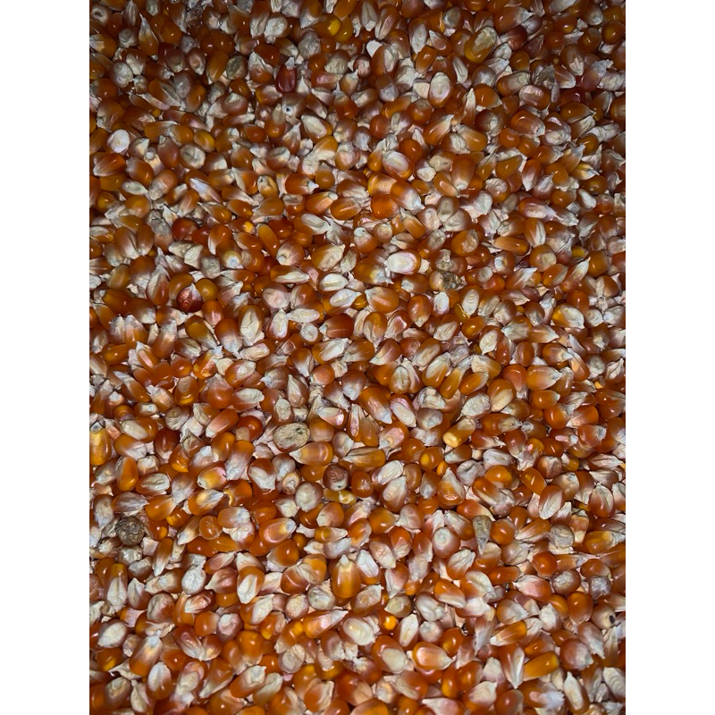 

Jagung Kristal Super - 500gram