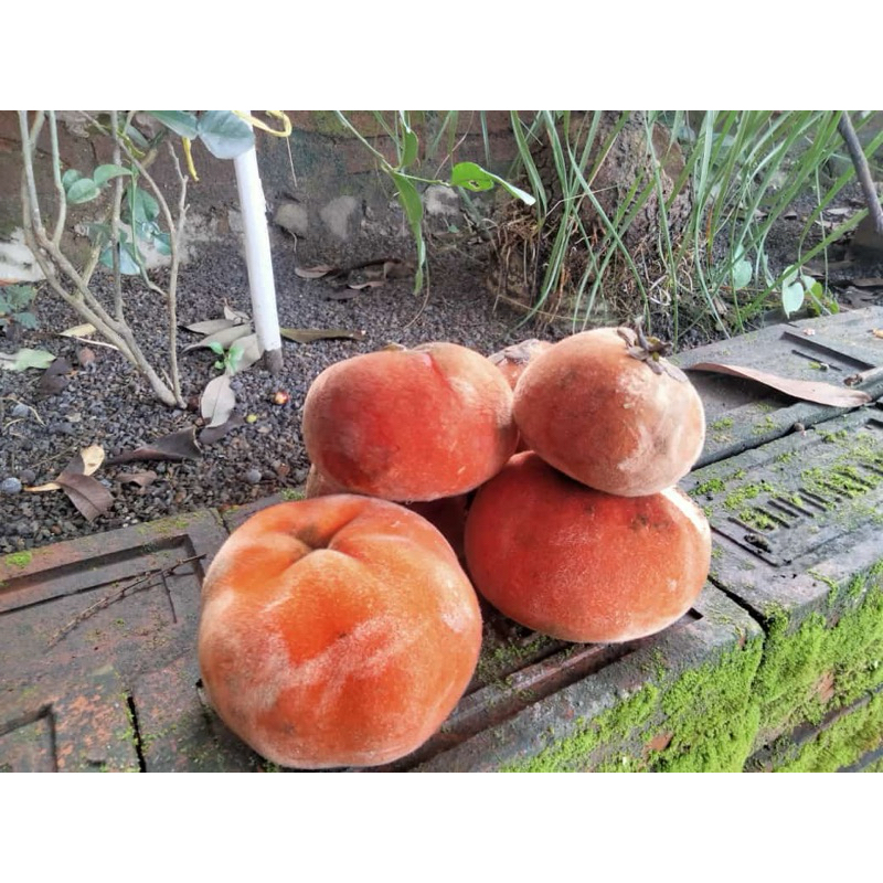 

Buah Bisbul/Samolo/Mentega/Mertigo (buah langka) promo 1 Kg