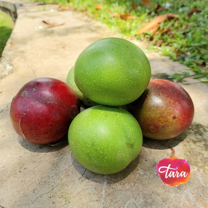 Buah Bintaro Pengusir Tikus/ Bintaro Fruit Rat Repellent/ Buah Simpalak/Pong Pong fruit for Pest Con