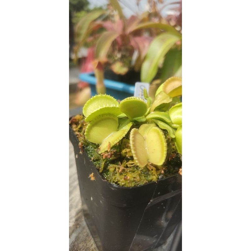 VFT Venus Fly Trap Coquilage