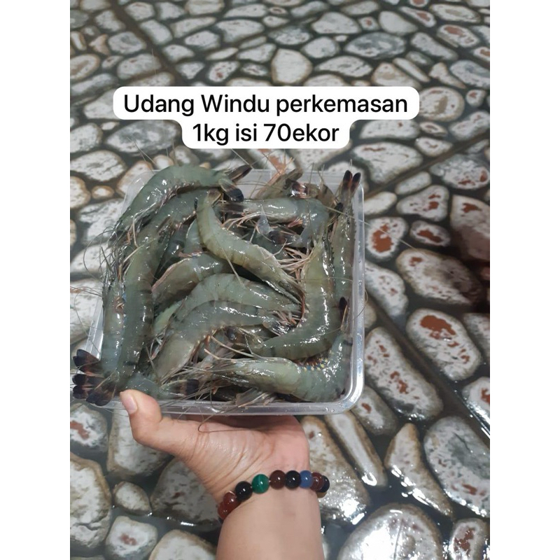 

Udang Windu k7