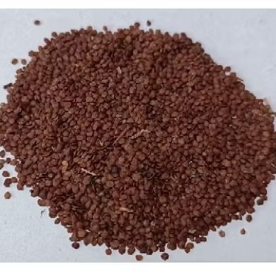 

Tian Xian Zi/ 天仙子/ Telor Kodok/ OBAT BISUL HERBAL ALAMI