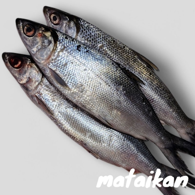 

Ikan Bandeng Tambak Segar Bandeng Empang Fresh Frozen MPASI