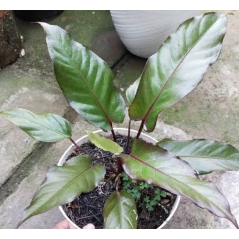 hukeri Black - anturium hukery black beauty