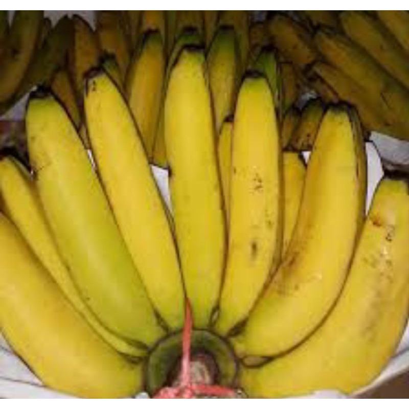 

Buah Pisang Ambon Super 1 Sisir Isi Banyak/Besar