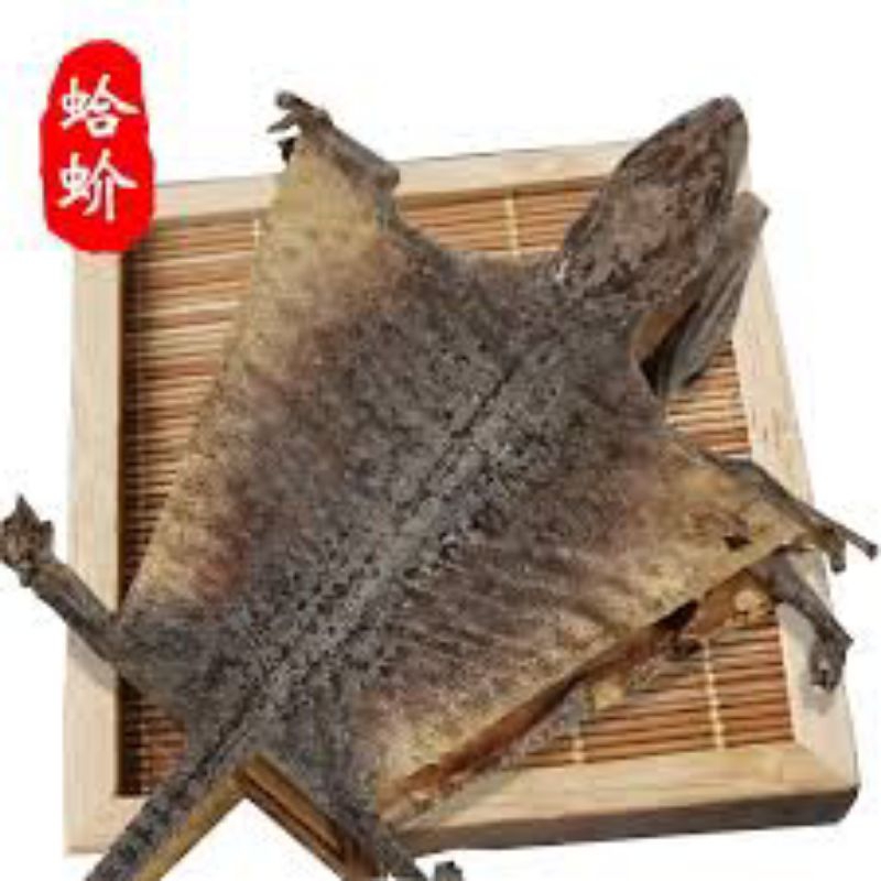 

Ge Jie Kering (Sedang)/ Tokek Kering (Sedang)/ 蛤蚧 (Sedang)/ 1pasang