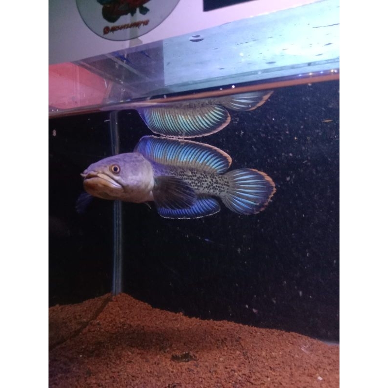 stewarti (Progres) fuldot 5-15cm payment only