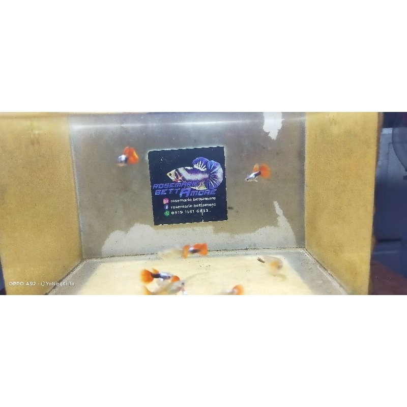 Bungkus Kemasan Guppy PRTDE indukan