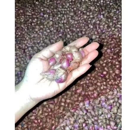

Bawang merah murah ares (bamer kecil) isi 1kg