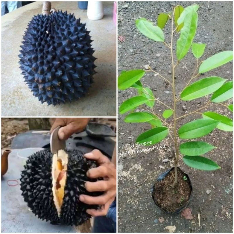 Bibit Durian Duri Hitam (Ochee)