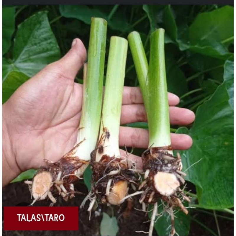 BIBIT TALAS HIJAU, TALAS BOGOR, BIBIT TARO, BIBIT TALAS PUTIH, BIBIT SERIBUAN