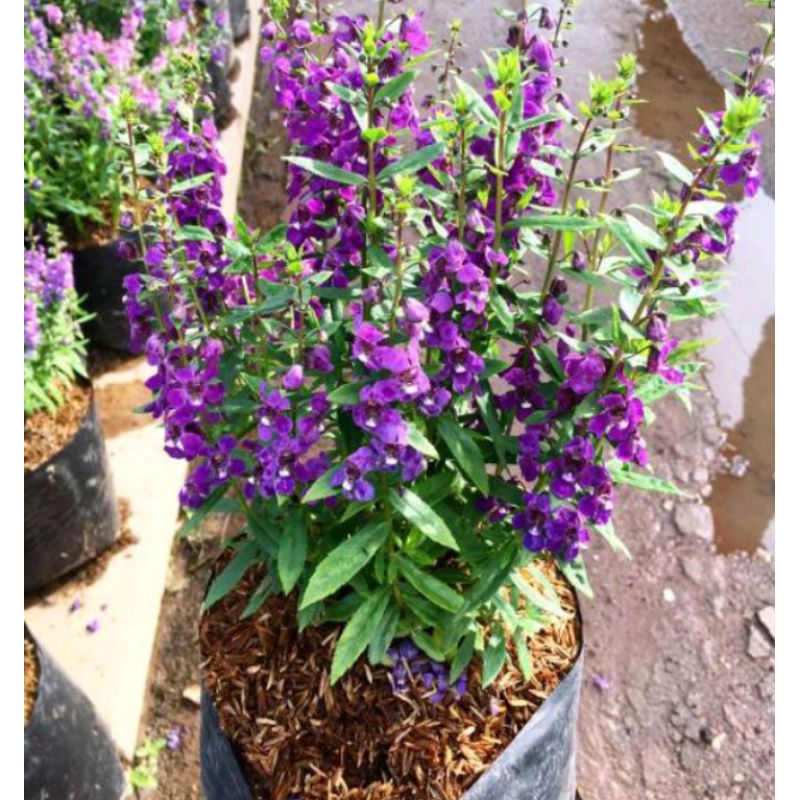 3 Bibit bunga lavender full akar siap tanam tinggi 15 cm