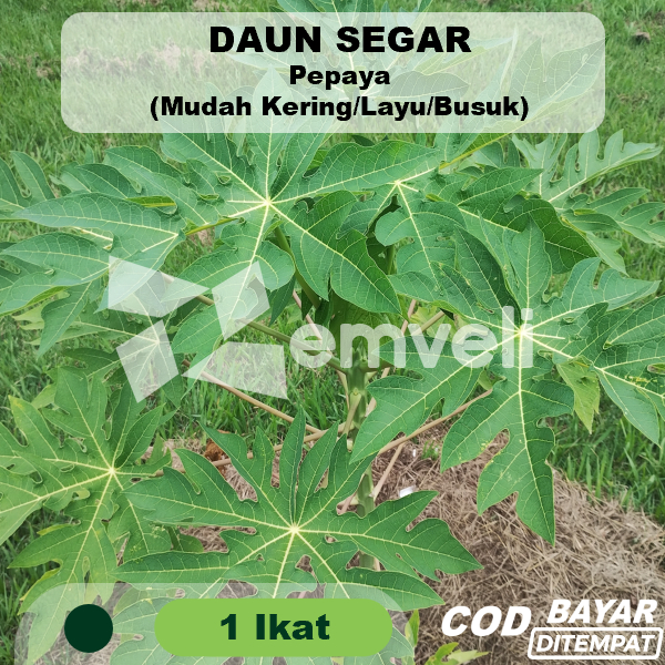 

Daun Pepaya Segar 1 Ikat ± 60 Gram Ecoprint Panen Dadakan Obat Herbal Ukuran Kecil Sedang Besar