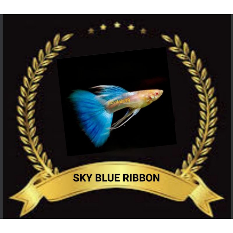 

STIKER UNIK SKY BLUE RIBBON