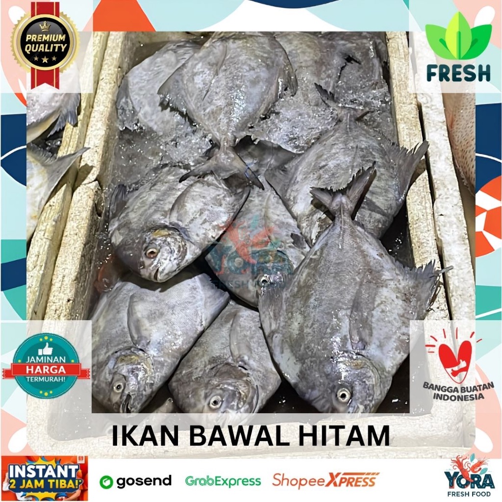 

IKAN BAWAL HITAM INSTAN PREMIUM TERMURAH