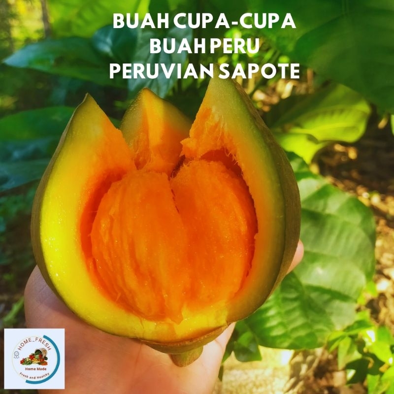 

Buah Peruvian Sapote Cupa-Cupa Rasa Perpaduan Buah Mangga & Melon