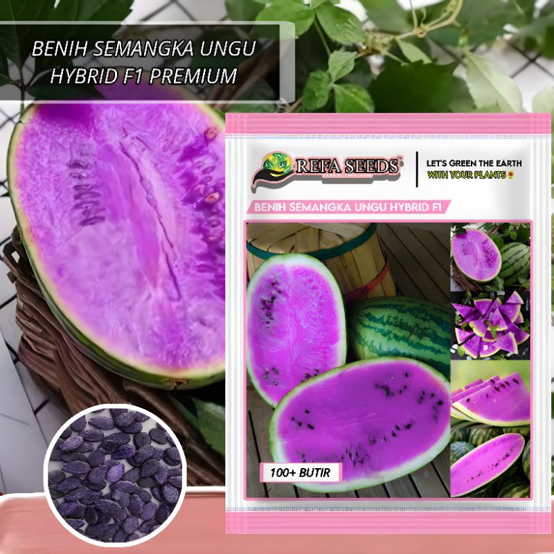 1 Pak 100 Biji Benih Buah Semangka Ungu Hybrid F1 Original 100% / benih semangka F1