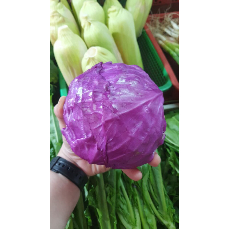 

Kol Ungu