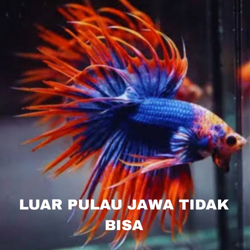 IKAN CUPANG CROWNTAIL MASKOT isi 15 GRATIS PAKAN