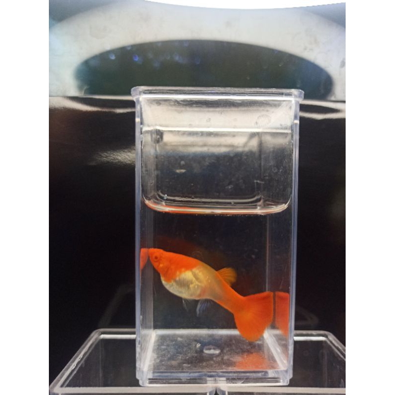 Guppy Albino Koi Red Ear