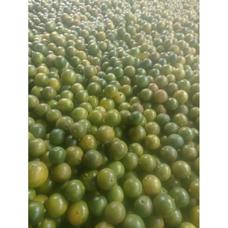 

1KG JERUK SONKIT 25.000 /KG