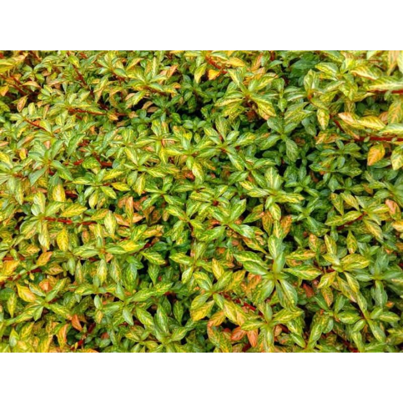 highrofila sunset tanaman aquascape