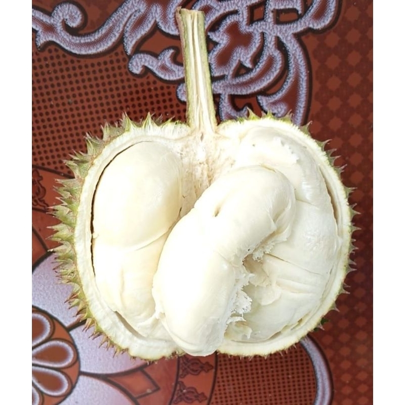 

Durian mrica manis pahit legit