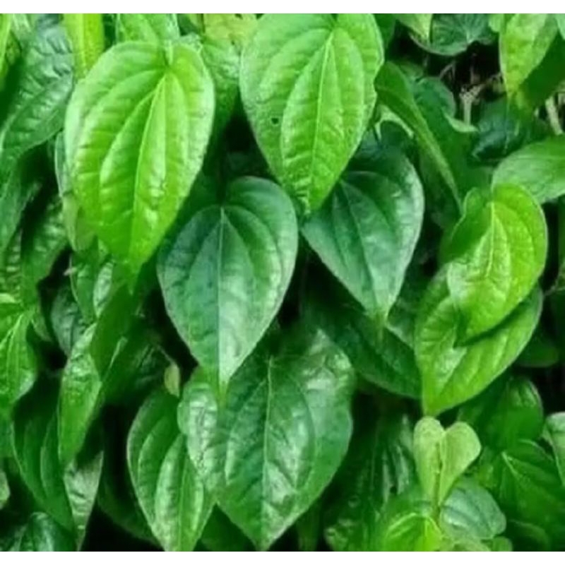 

daun sirih herbal alami berkualitas 250 gram