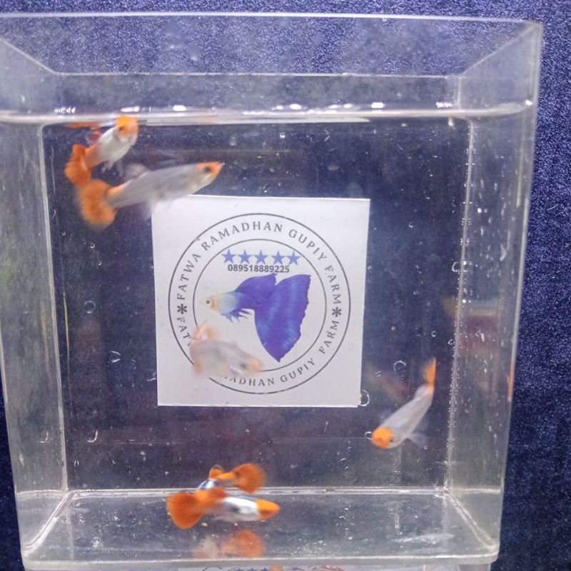 

stiker prtde koi