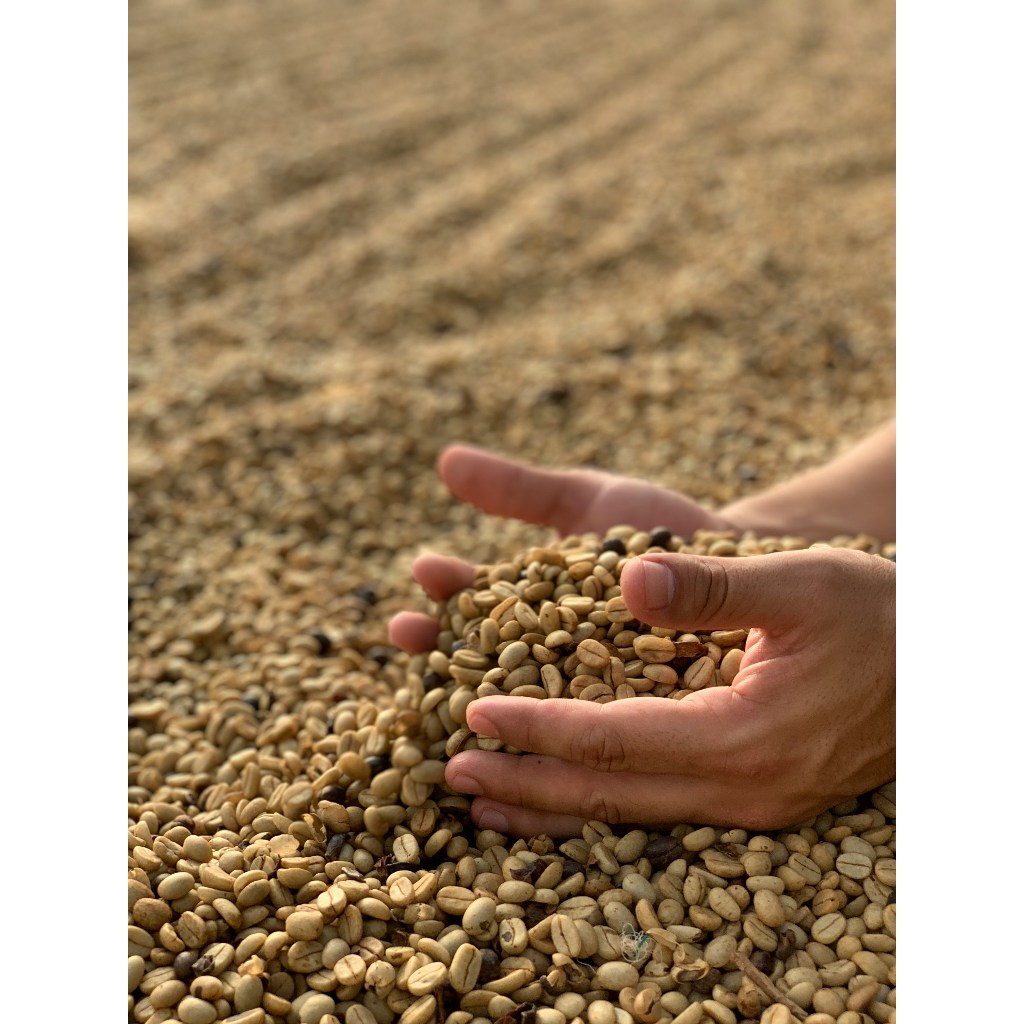 

NG Robusta Temanggung 100% Robusta Espresso Kopi Susu Best Seller Woodlane Roastery