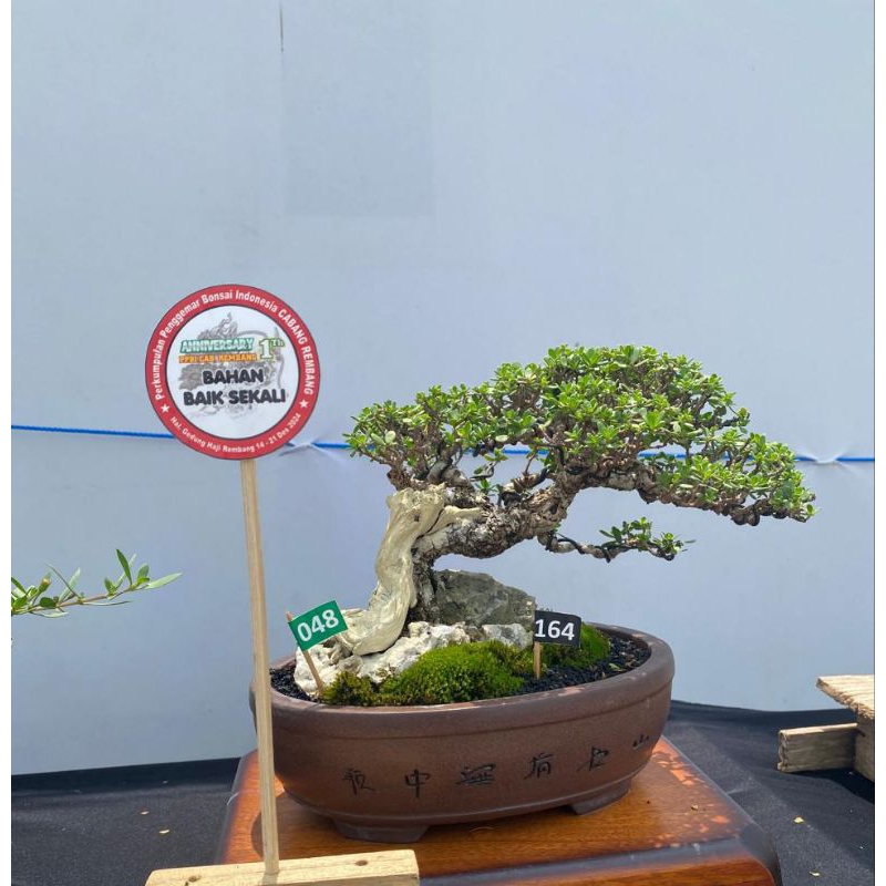 Bonsai Santigi siap kontes