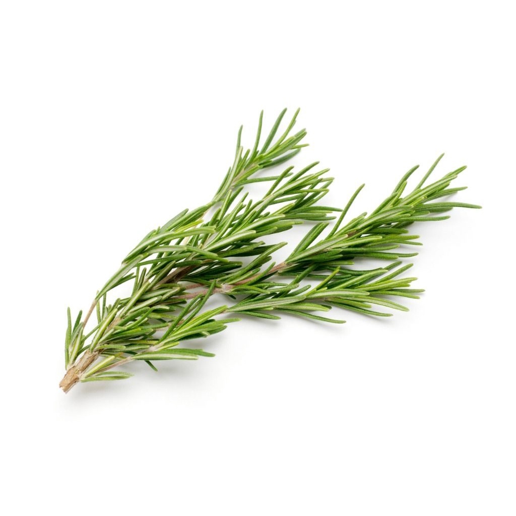 

Rosemary 100gr Fresh dan Segar Premium Instan Surabaya