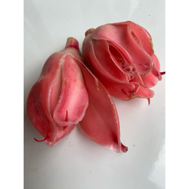 

Bunga Kecombrang Fresh Baru Petik
