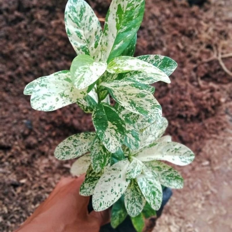 Promo cod Tanaman Hias asoka varieta - asoka variegata - asoka bunga merah