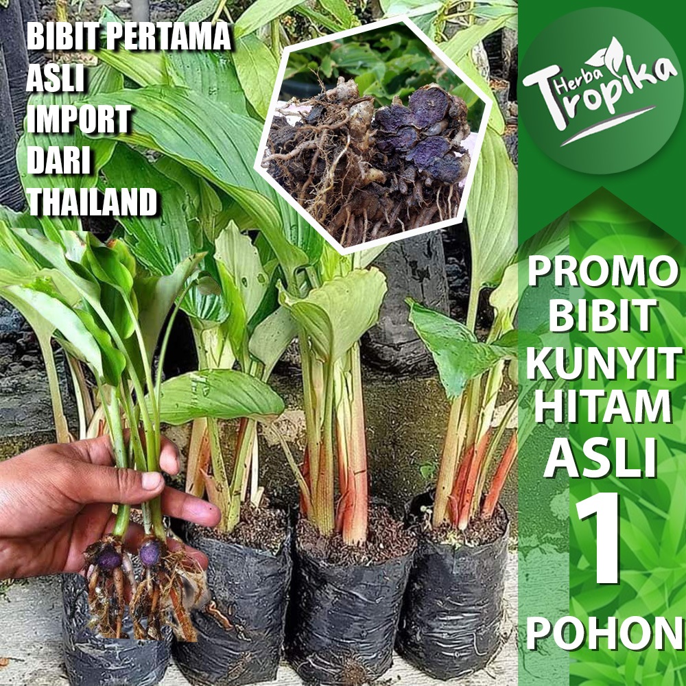 Bibit Pohon Kunyit Hitam Asli Thailand CURCUMA CAESIA / Kaempferia Parviflora toko herba tropika