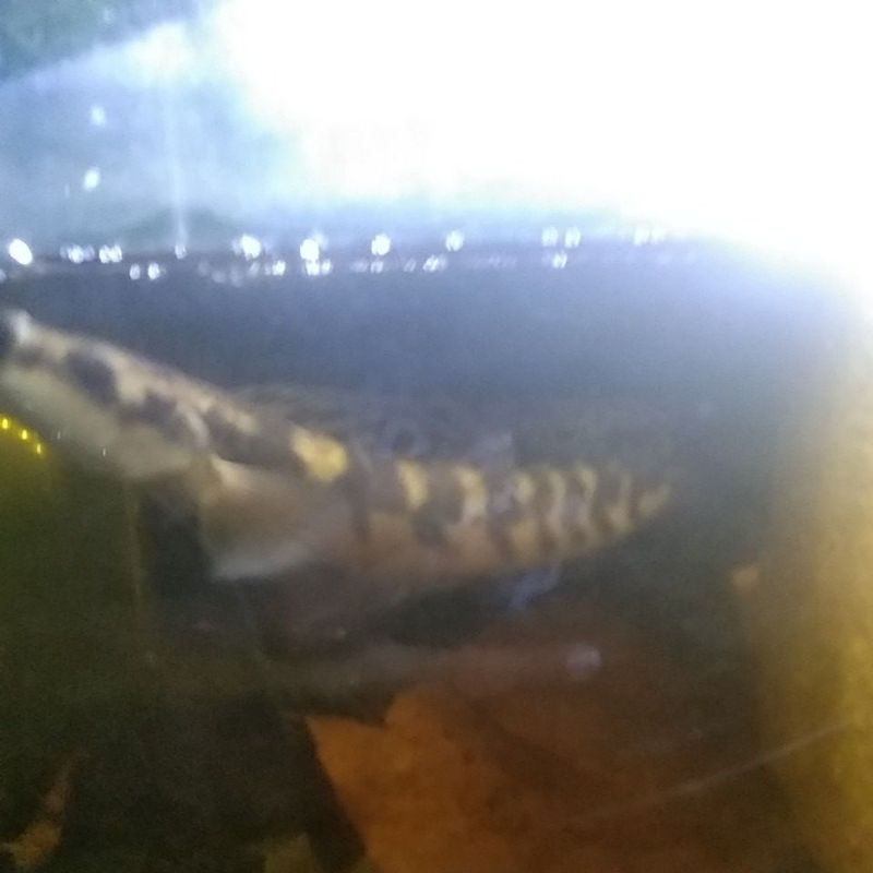 stiker Maru Ys size 19cm full cabung, sdh bunga tipis tipis Gread A+++