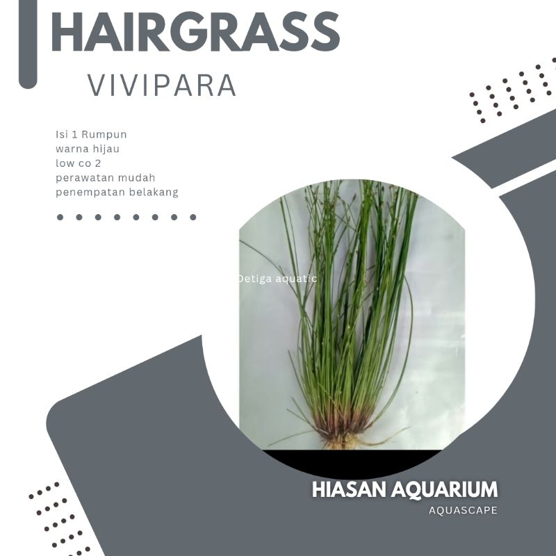 hairgrass vivipara tanaman aquascape